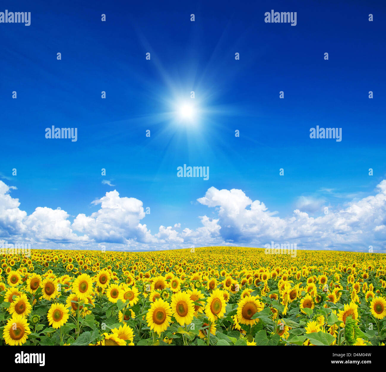 Blooming field of sunflowers on blue sky Stock Photo - Alamy