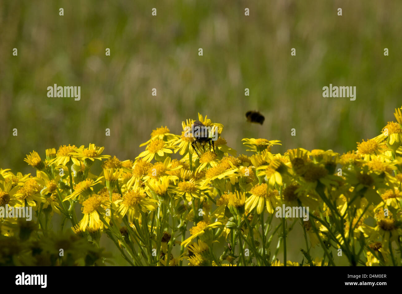 A bee collects pollen from wild flowers in a country park, while a second flies past Stock Photo