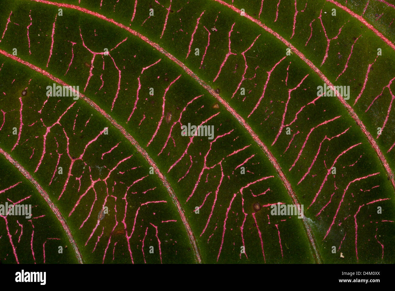 Leaf structure in the rainforest of Altos de Campana national park, Panama province, Republic of Panama. Stock Photo
