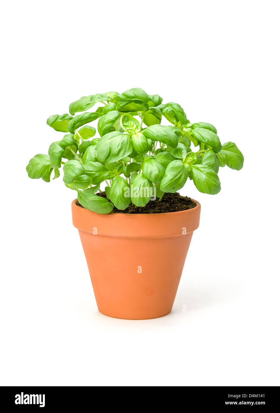 Basil in a clay pot Stock Photo Alamy