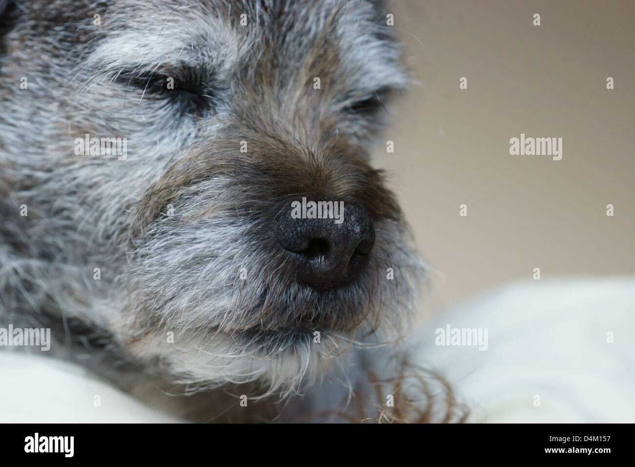 dog nose white hair border terrier sleeping Stock Photo