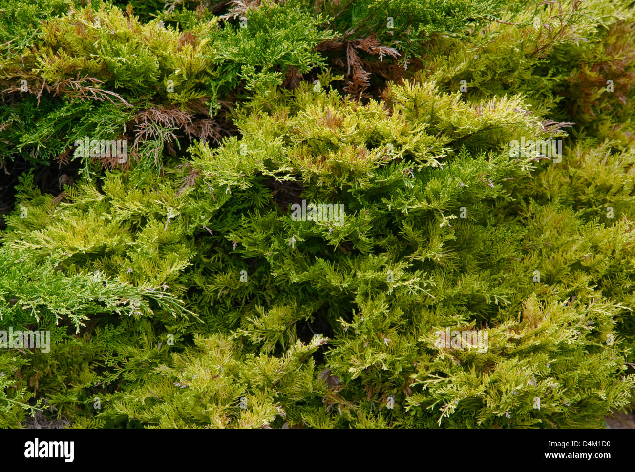 full frame natural background showing thuja leaves Stock Photo