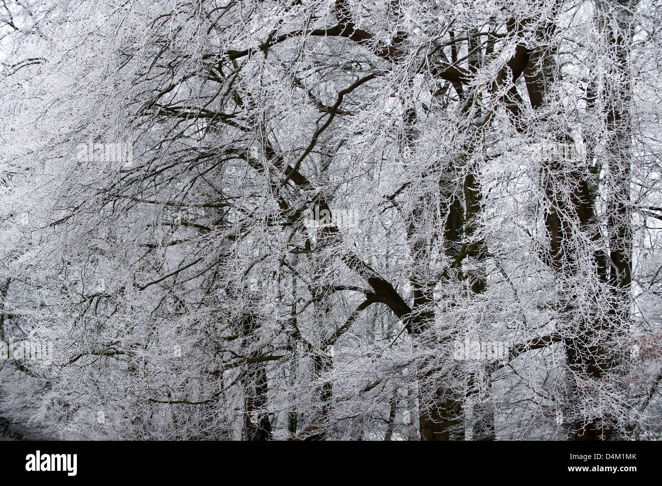 Trees in winter snow Stock Photo - Alamy