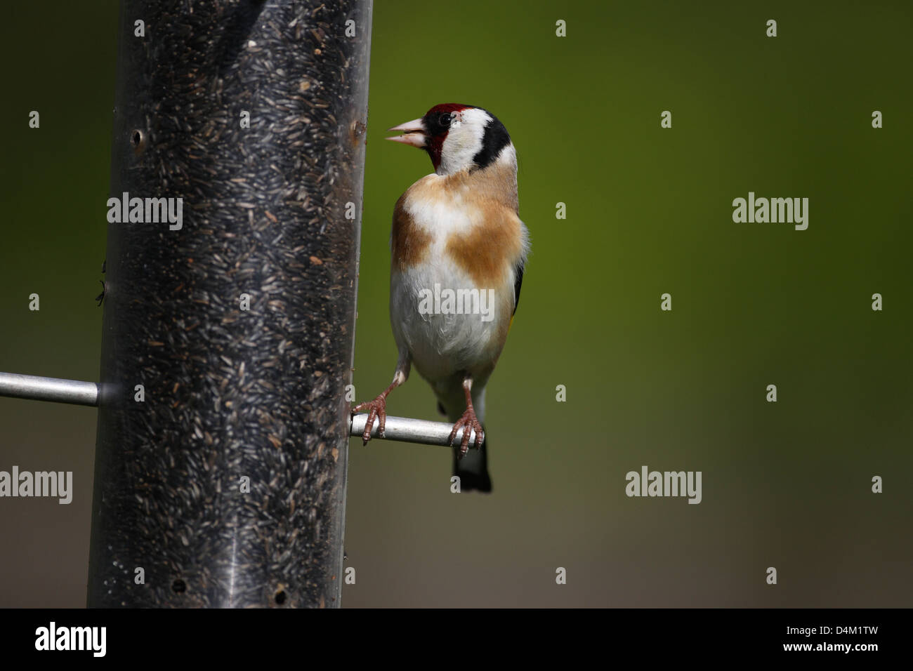 Goldfinch on bird feeder Stock Photo