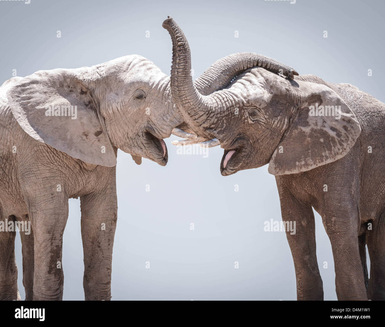 Elephant couple against gray background Stock Photo Alamy