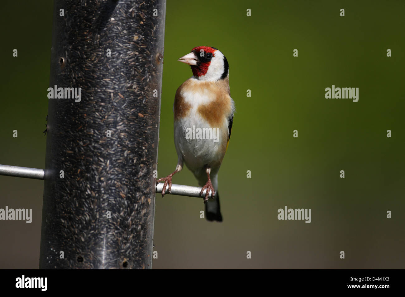 Goldfinch on bird feeder Stock Photo - Alamy