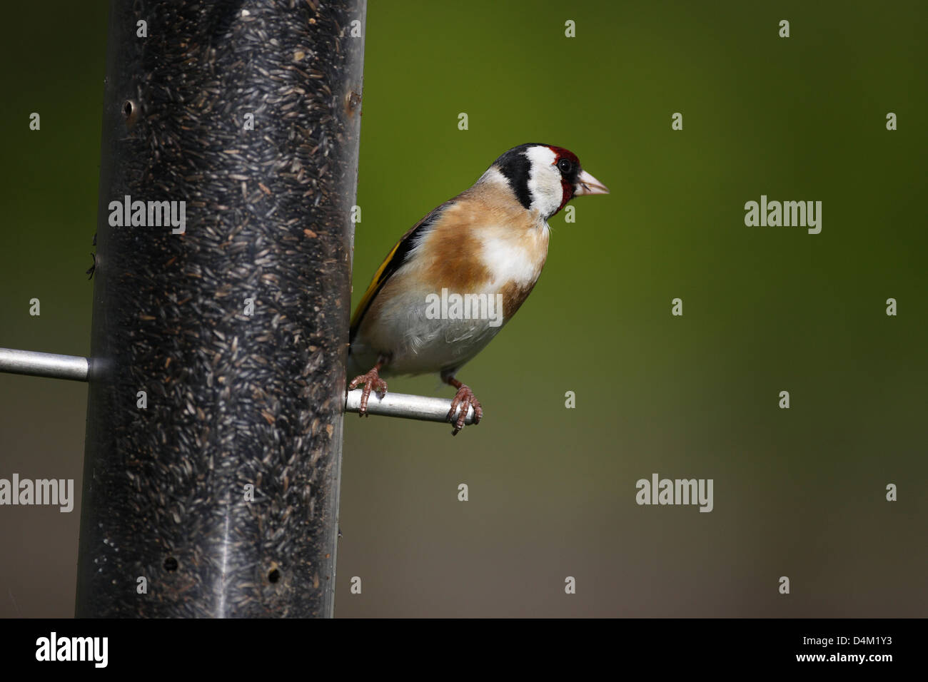 Goldfinch on bird feeder Stock Photo