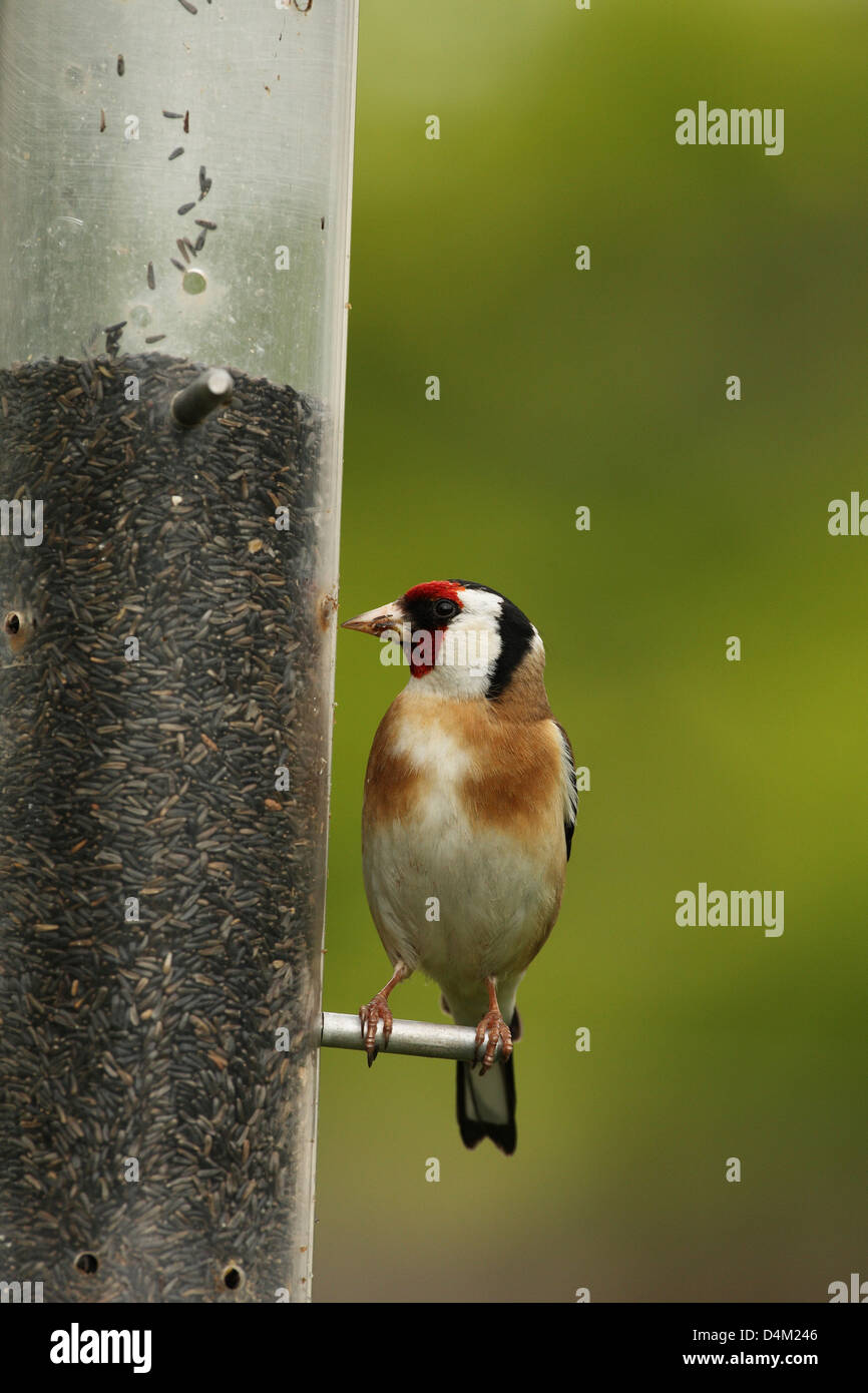 Goldfinch on bird feeder Stock Photo Alamy