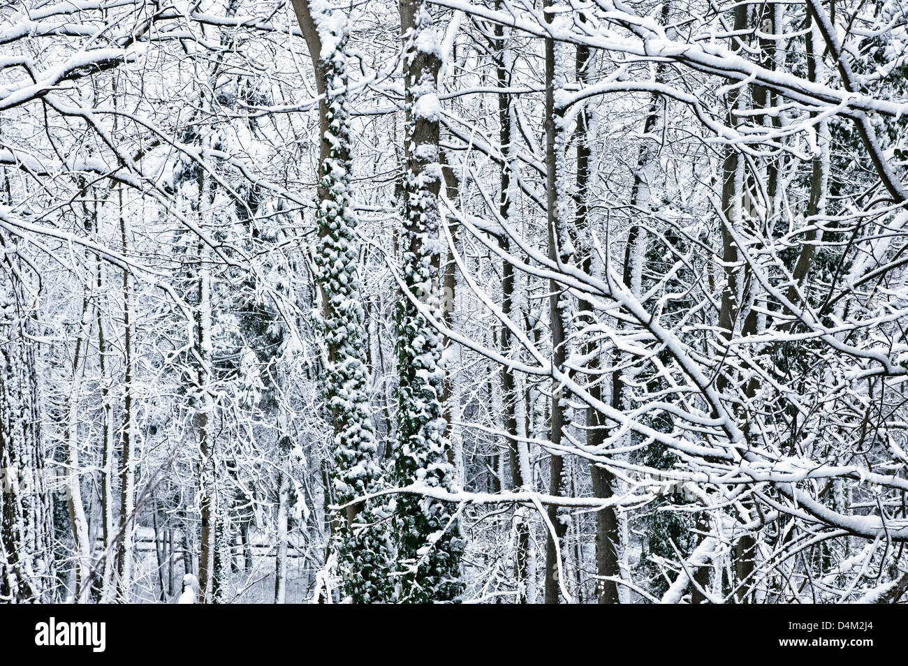 Trees in winter snow Stock Photo - Alamy