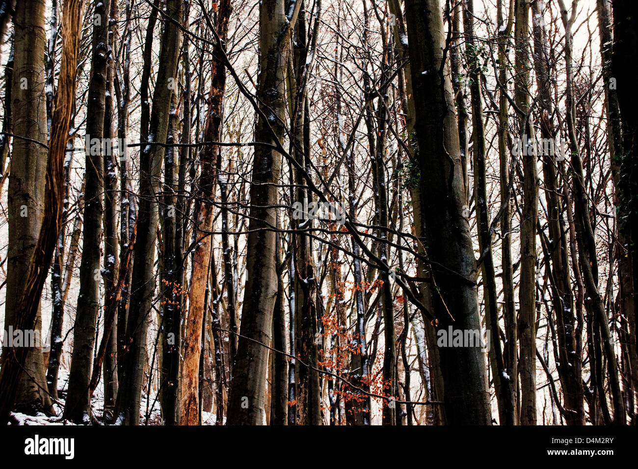 Trees in winter snow Stock Photo - Alamy