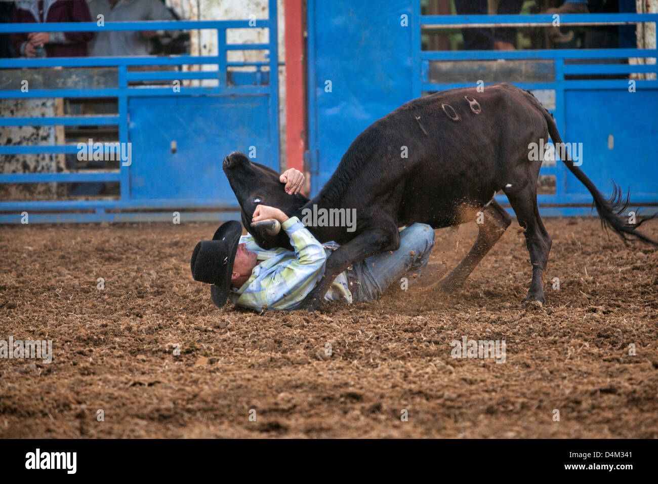 A cowboy wrestling a cow on a rodeo at the The Philomath Frolic & Rodeo, Oregon, USA Stock Photo