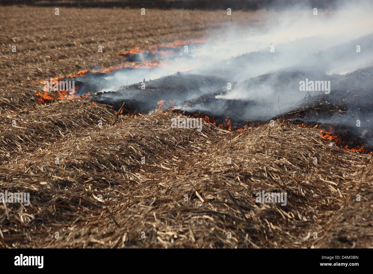 Burning Weeds Stock Photos & Burning Weeds Stock Images Alamy