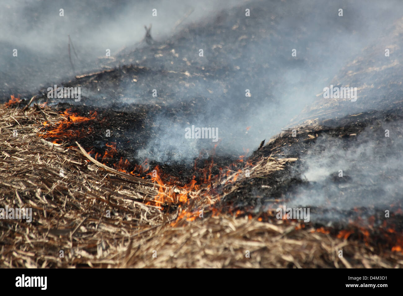 field burning Stock Photo Alamy