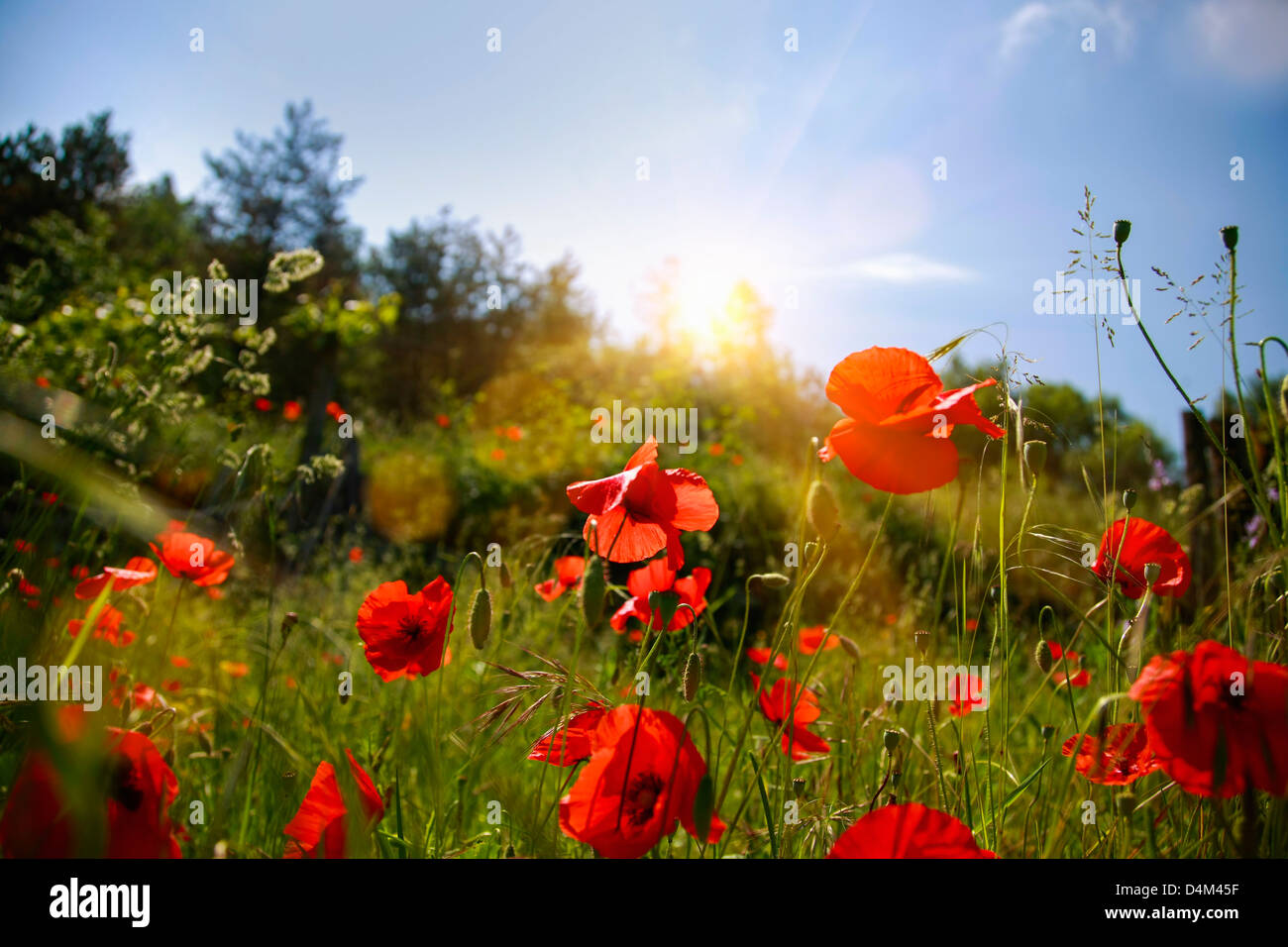 Red flowers growing in field Stock Photo Alamy
