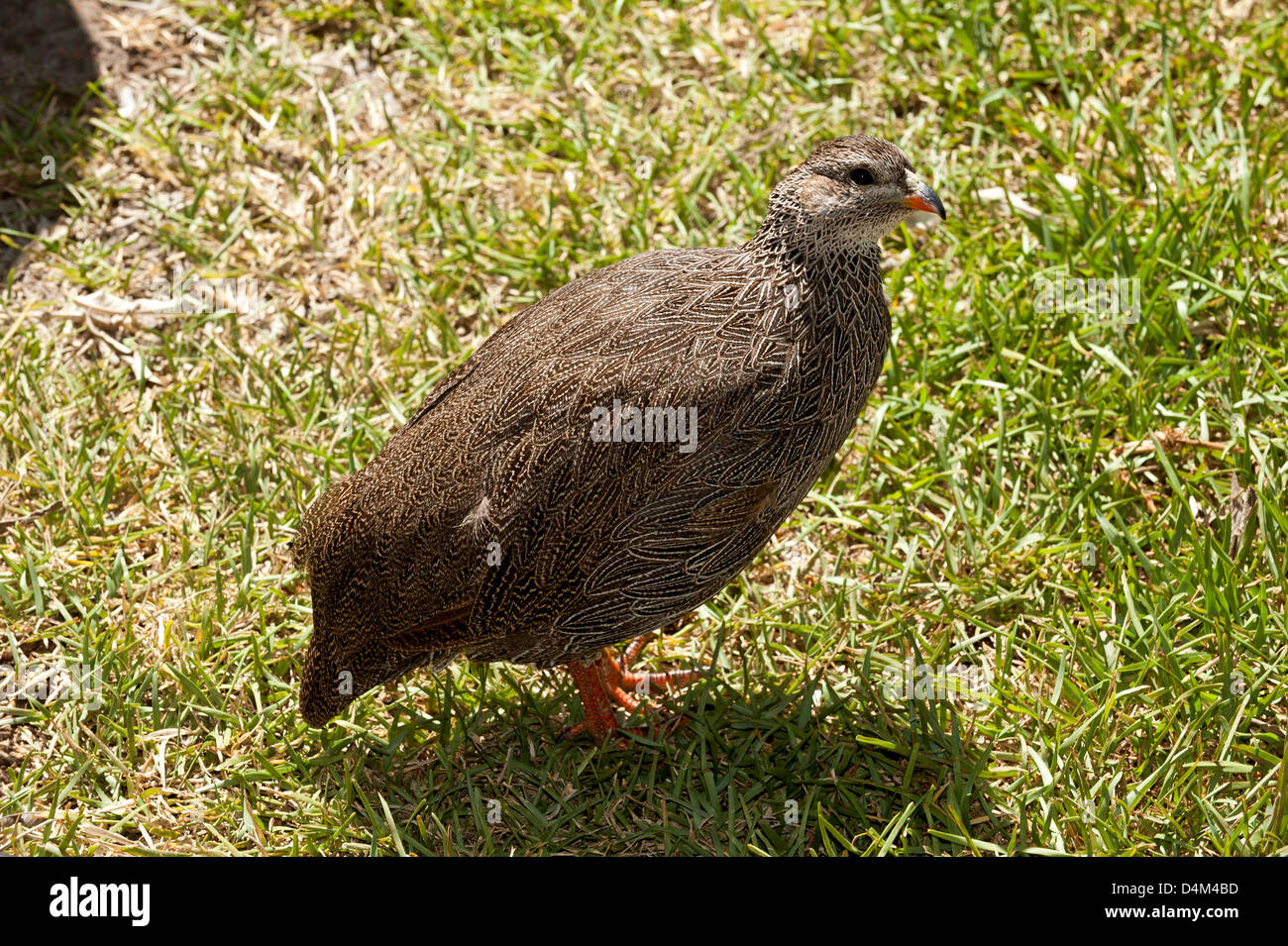 Cape Spurfowl Franklin bird. Pternistis capensis wild bird Southern African Stock Photo Alamy