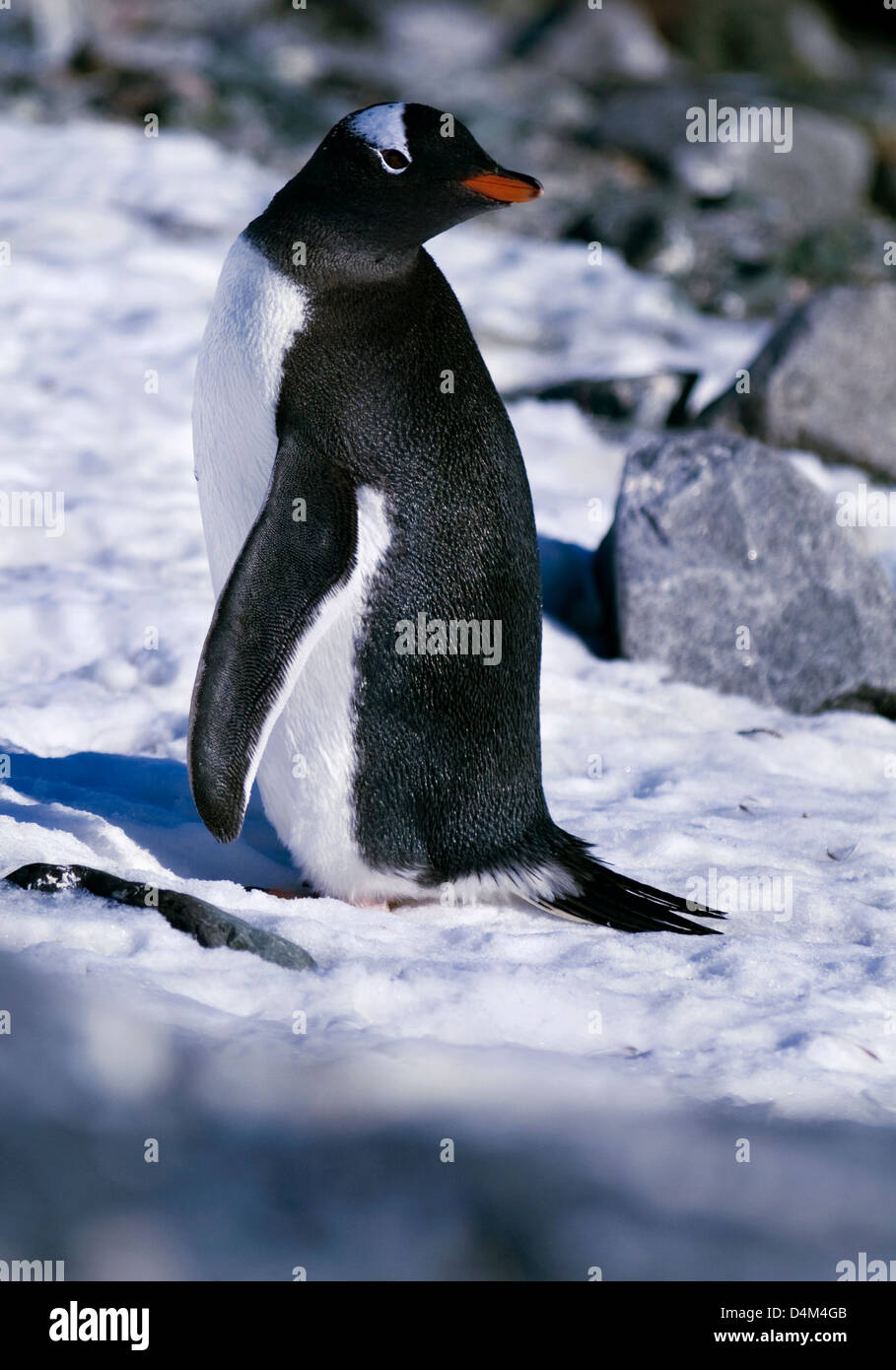 A Gentoo penguin on the beach at Neko Harbour in Antarctica Stock Photo