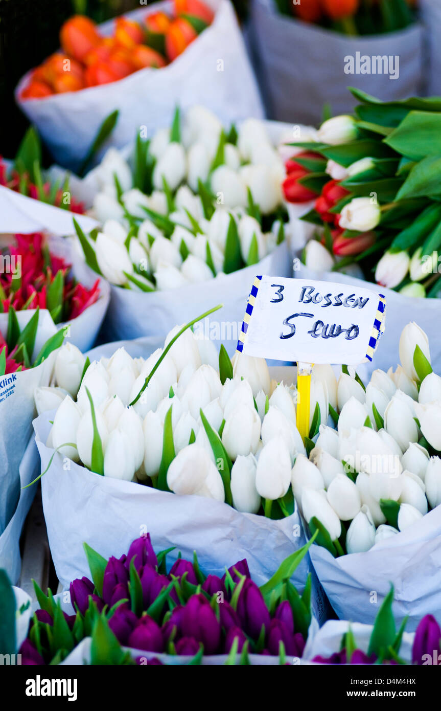 Tulips for sale on a flower stall at a market in the Netherlands Stock Photo