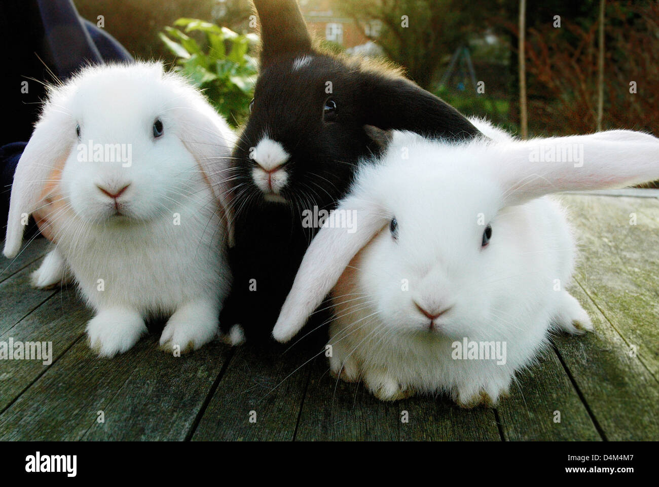 Rabbits sitting on wooden deck Stock Photo