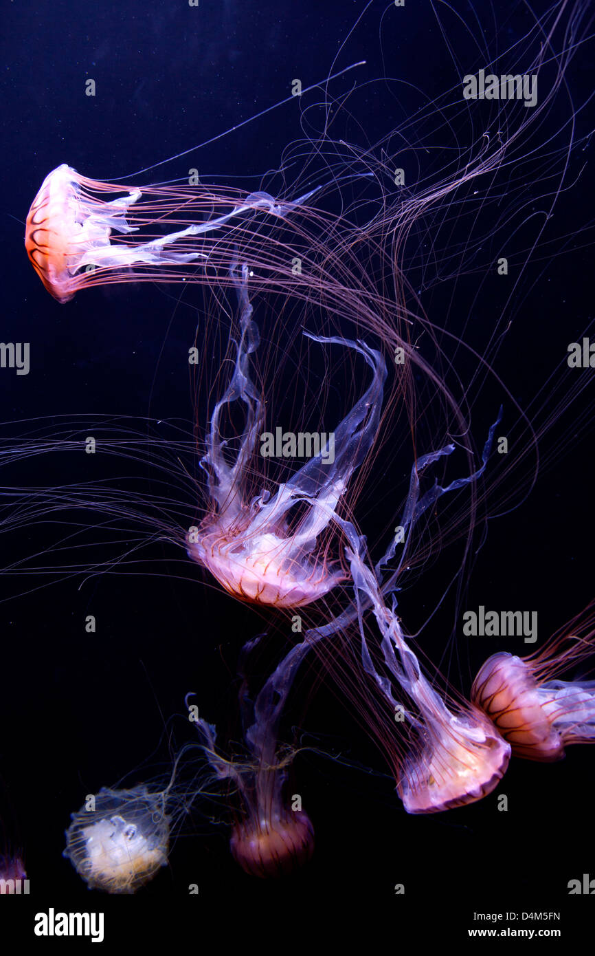 Jellyfish, Aquarium, San Francisco, California, USA Stock Photo