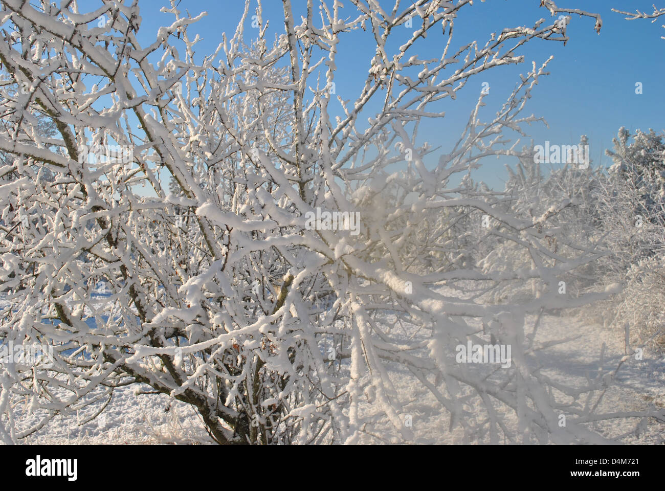 snow  covered  tree Stock Photo