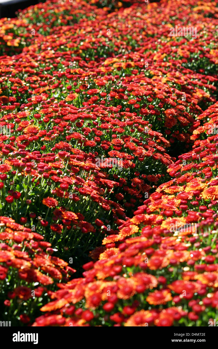 A row of pretty red Mum flowers Stock Photo