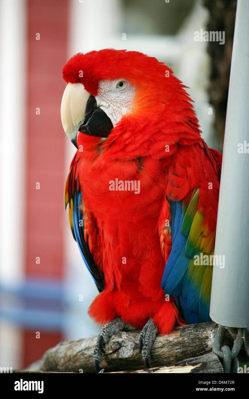 A pretty red parrot sitting on its perch Stock Photo