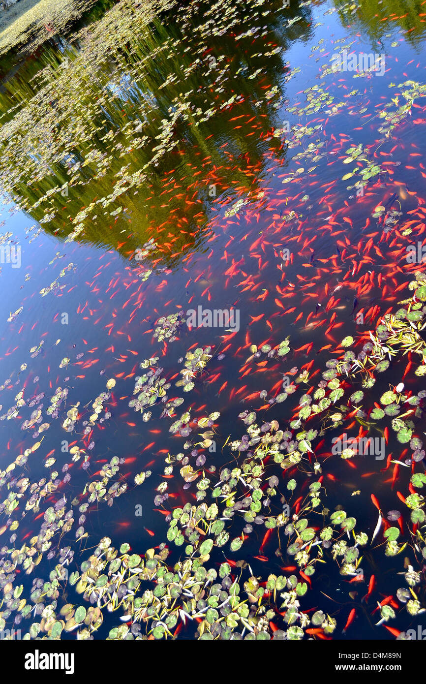 Goldfish pond china hi-res stock photography and images - Alamy