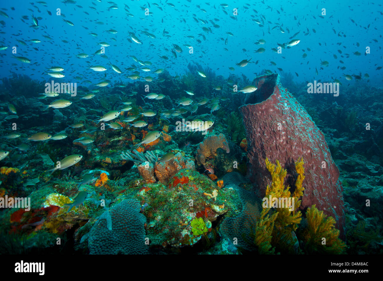 Beautiful reef scene underwater with large barrel sponge  in St Lucia Stock Photo