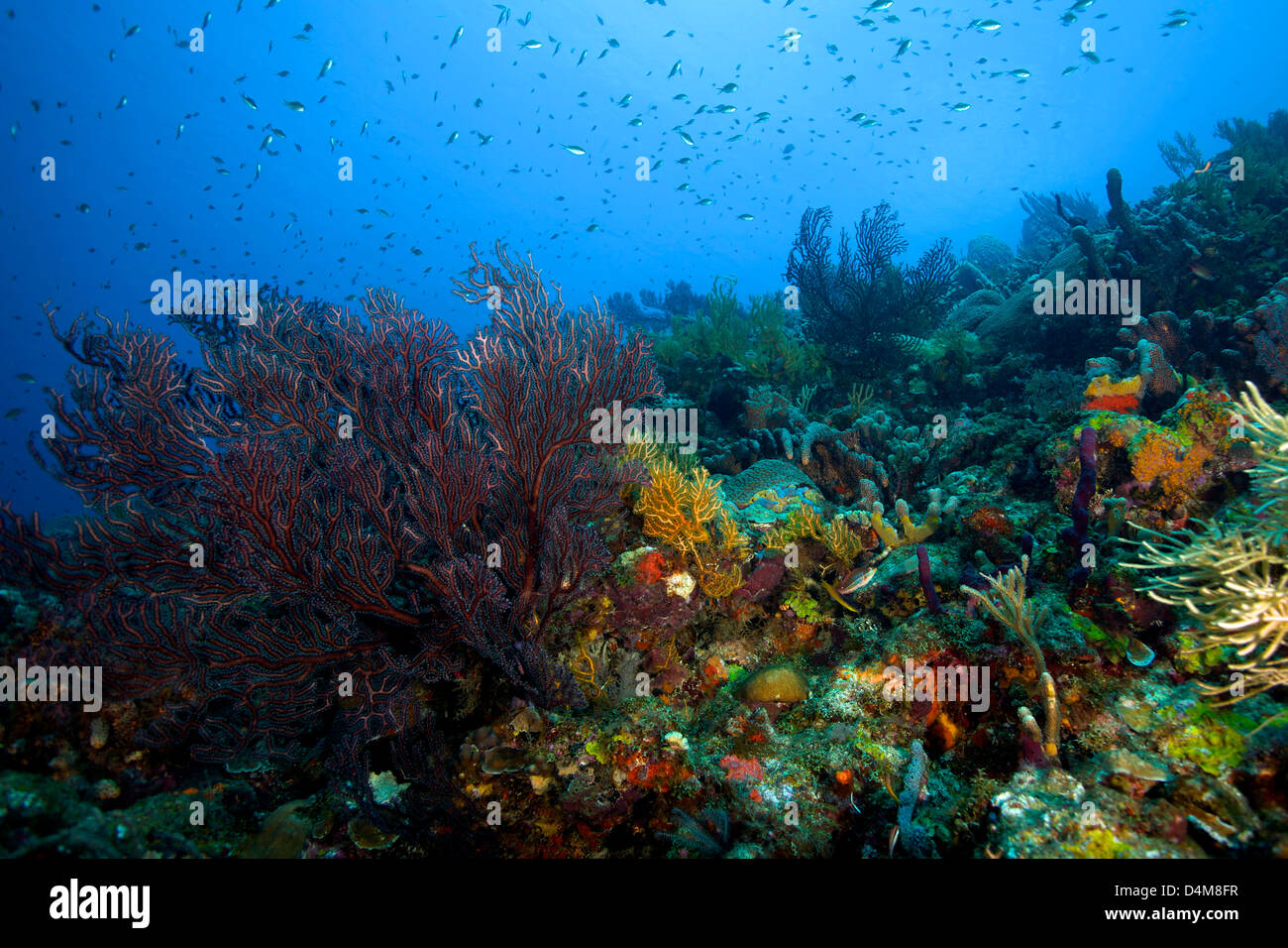 Beautiful reef scene underwater in St Lucia Stock Photo