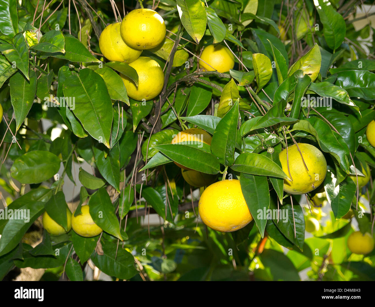 Grapefruit trees in grove in Sorrento in Southern Italy loaded with