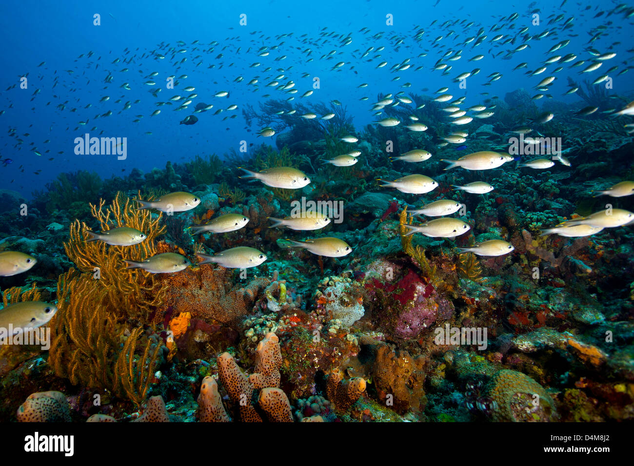 Beautiful reef scene underwater in St Lucia Stock Photo