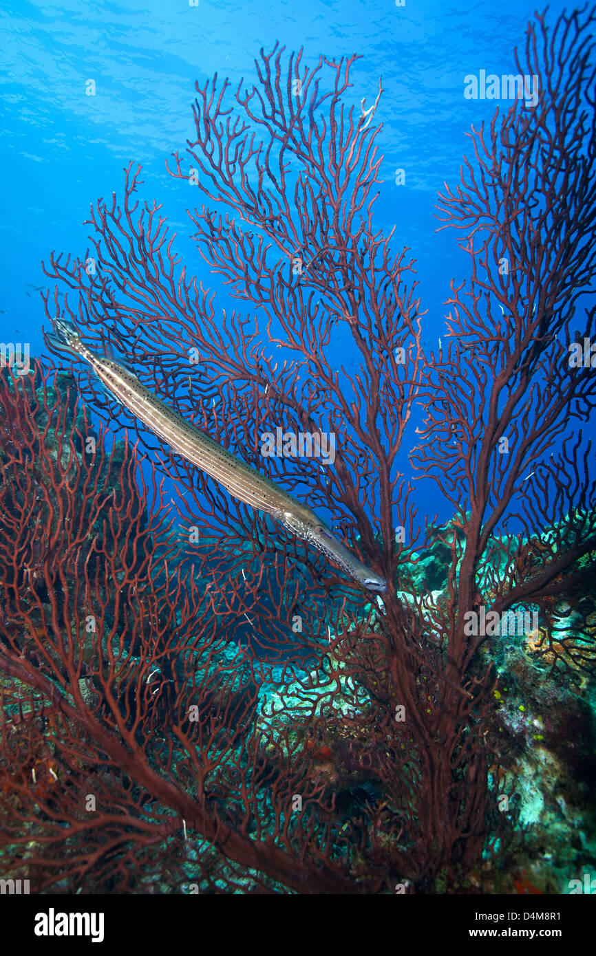 Trumpetfish with sea fan in St Lucia, Caribbean Stock Photo