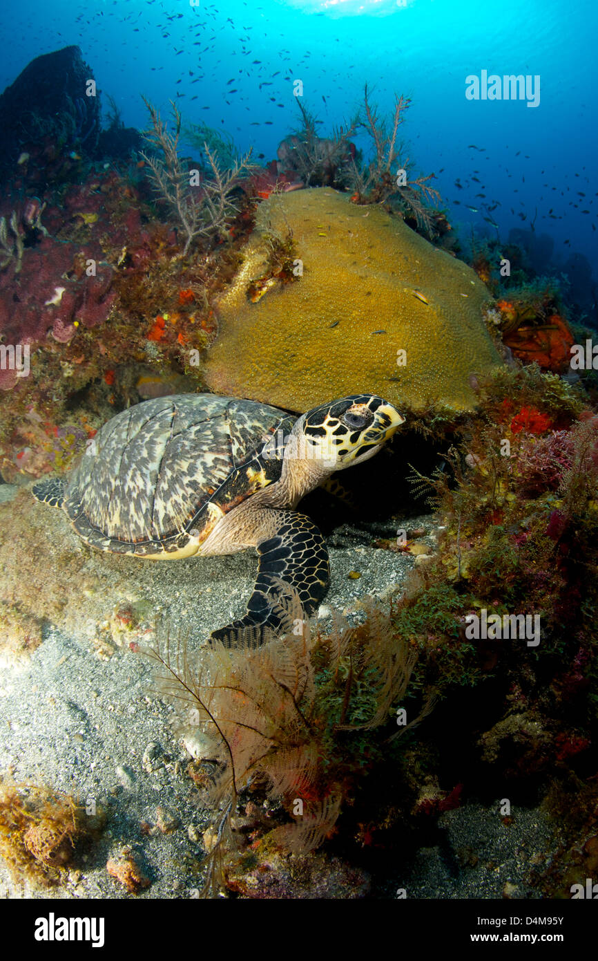 Hawksbill turtle deep on a deep coral reef in St Lucia Stock Photo