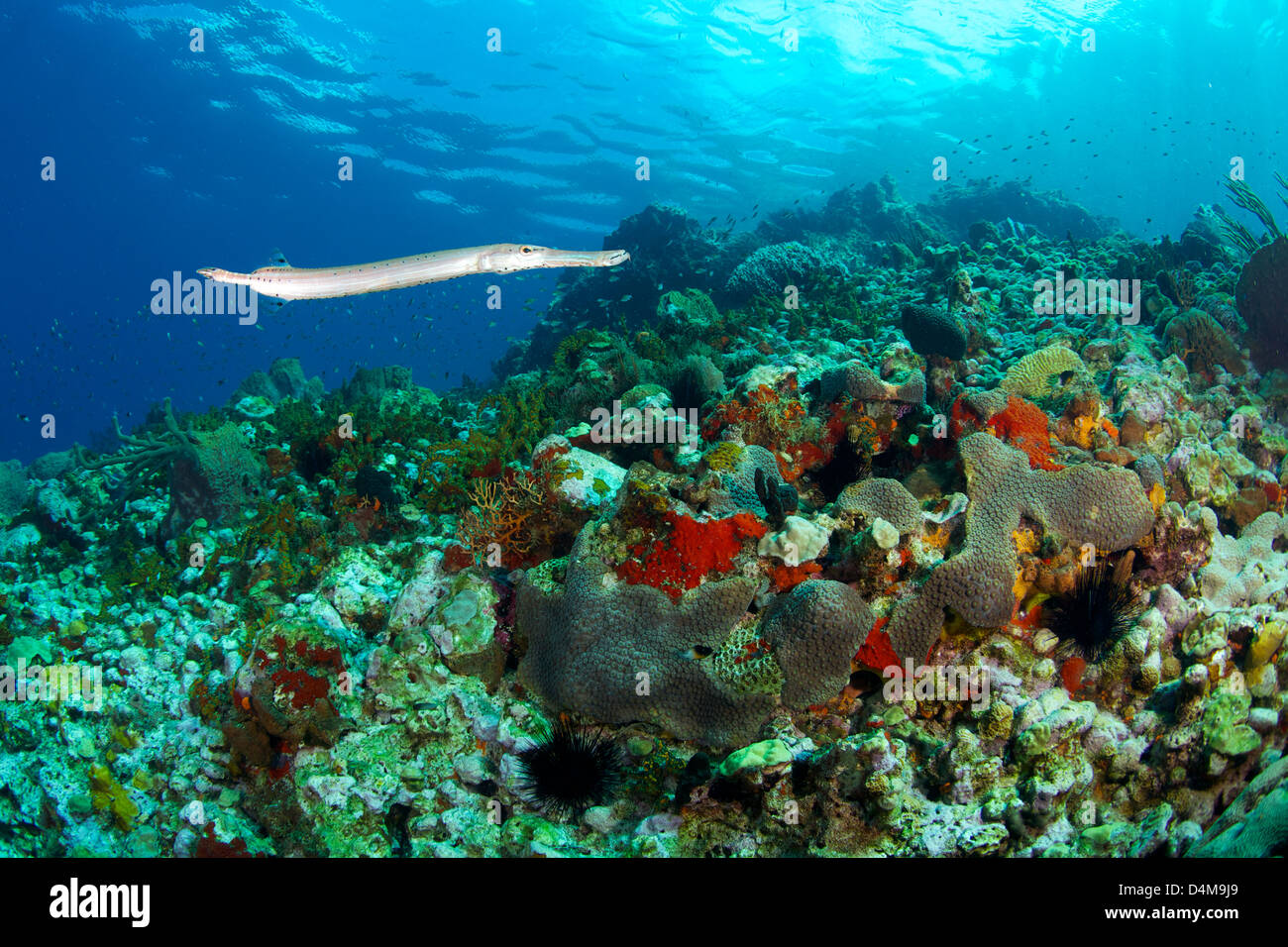 Trumpetfish swimming on the reef in St Lucia Stock Photo