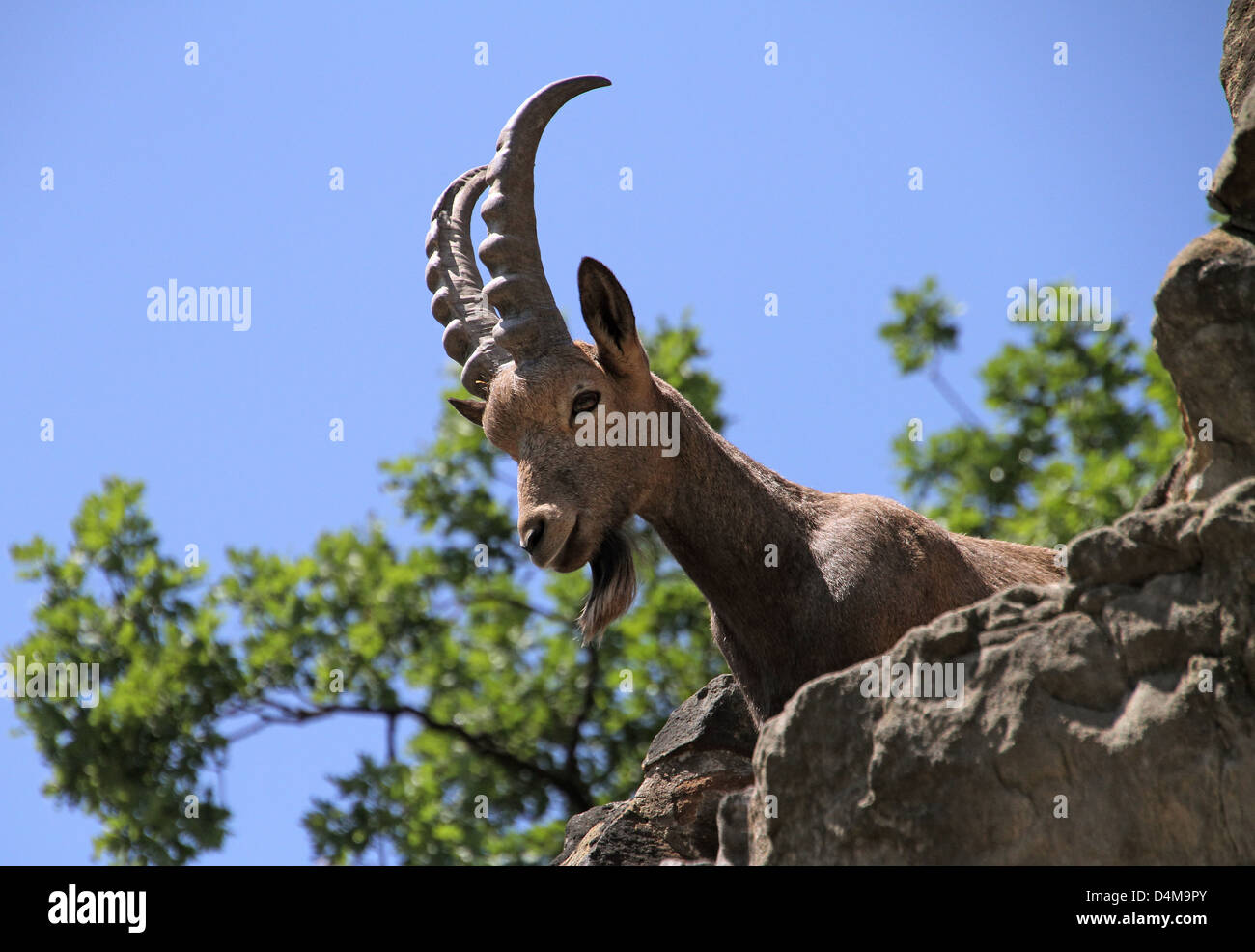 Berlin, Germany, Siberian ibex Stock Photo - Alamy