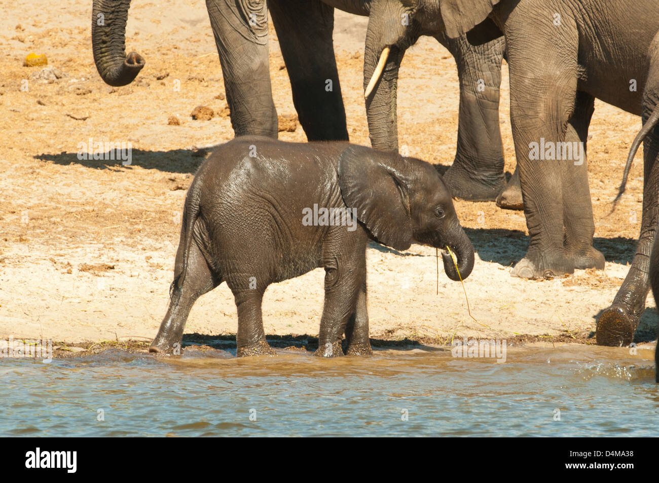 Baby Elephant at Chobe River, Chobe National Park, Botswana Stock Photo