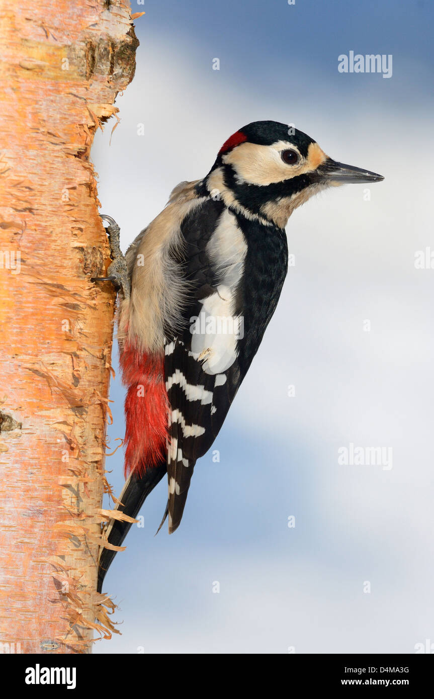 Großer Buntspecht, Männchen (Dendrocopos major) Great Spotted Woodpecker, male • Ostalbkreis, Baden-Wuerttemberg, Deutschland Stock Photo