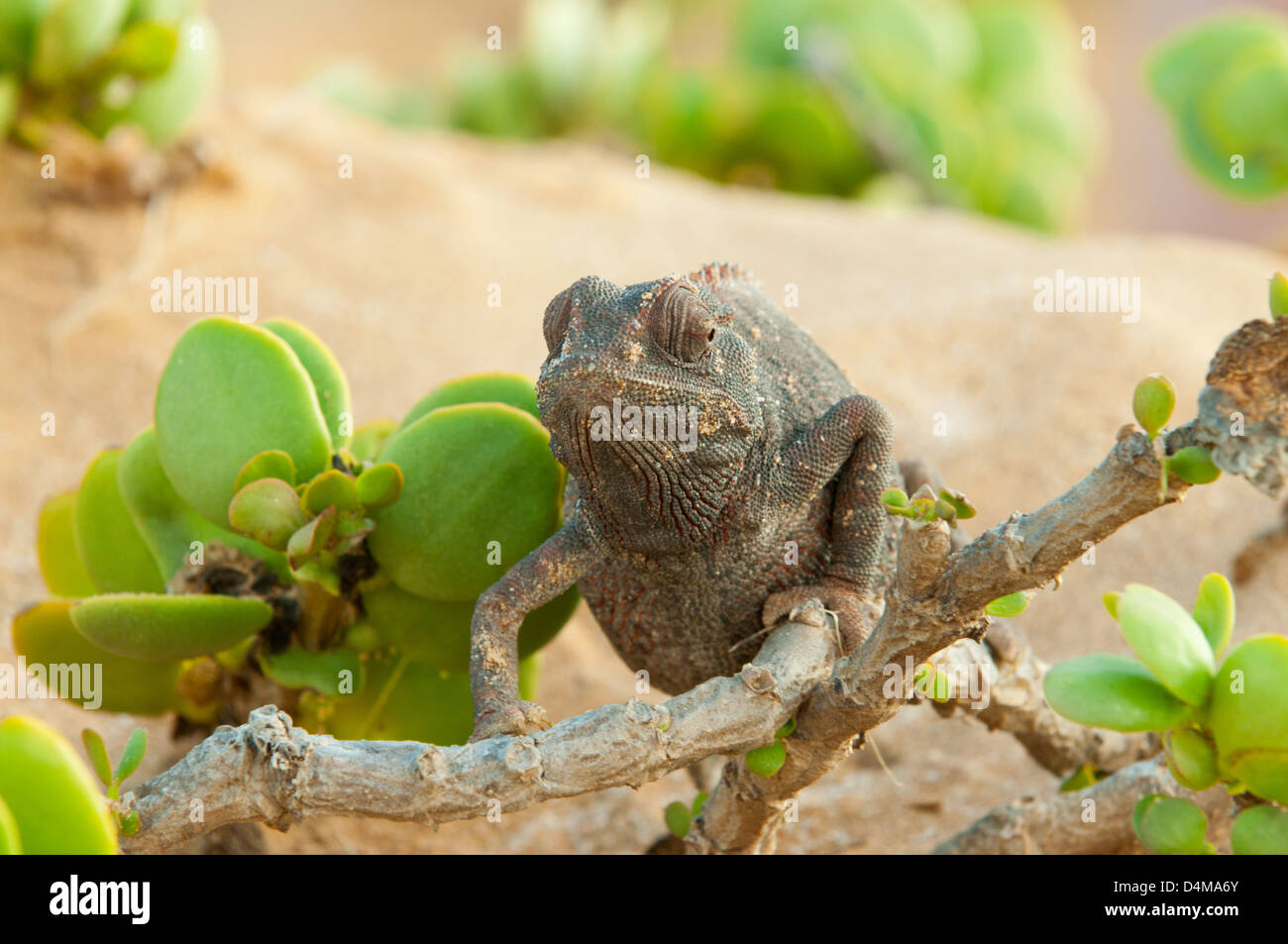 Chameleon in Swakopmund Desert, near Swakopmund, Namibia Stock Photo