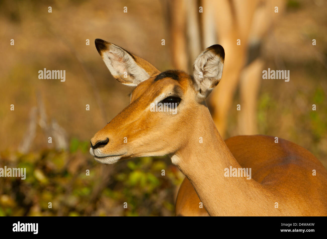 Female Impala High Resolution Stock Photography and Images - Alamy