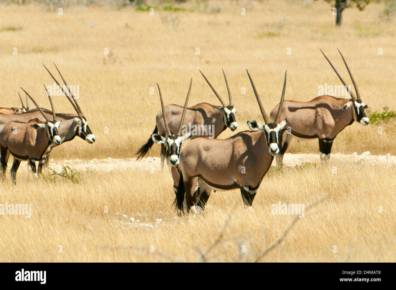 Group of Oryx in Etosha National Park, Namibia Stock Photo
