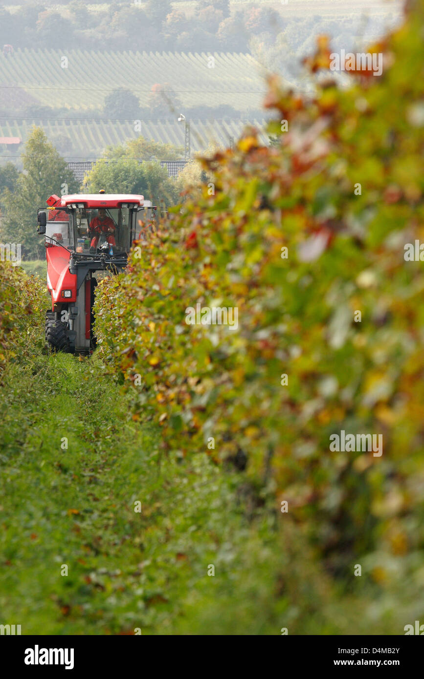 Guntersblum, Germany, Ero Grape harvesting in a vineyard Stock Photo