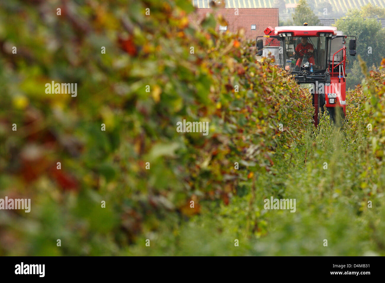 Guntersblum, Germany, Ero Grape harvesting in a vineyard Stock Photo