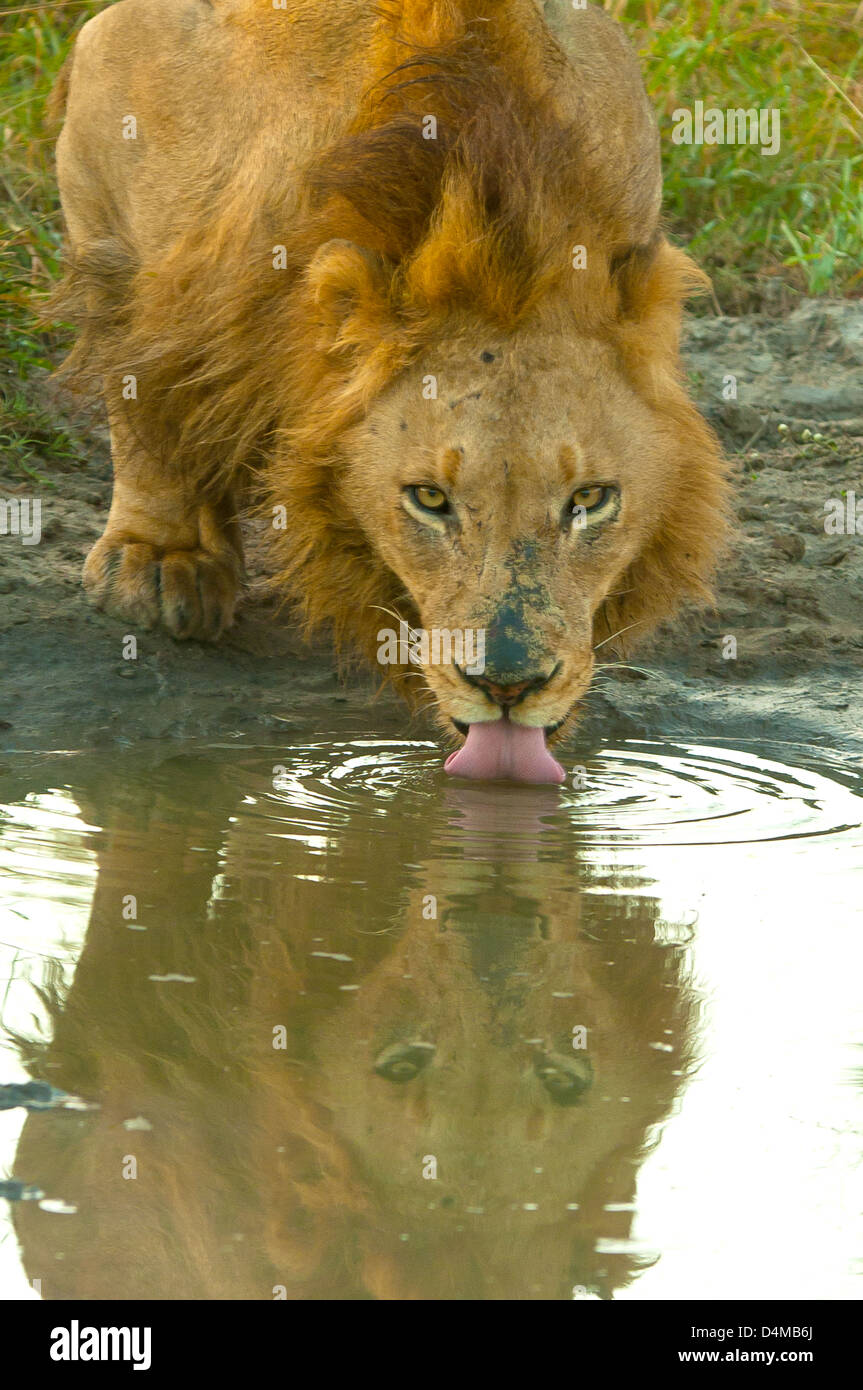 Male Lion Drinking at Sabi Sands Game Reserve, South Africa Stock Photo