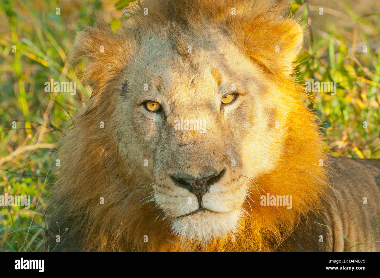 Male Lion at Sabi Sands Game Reserve, South Africa Stock Photo