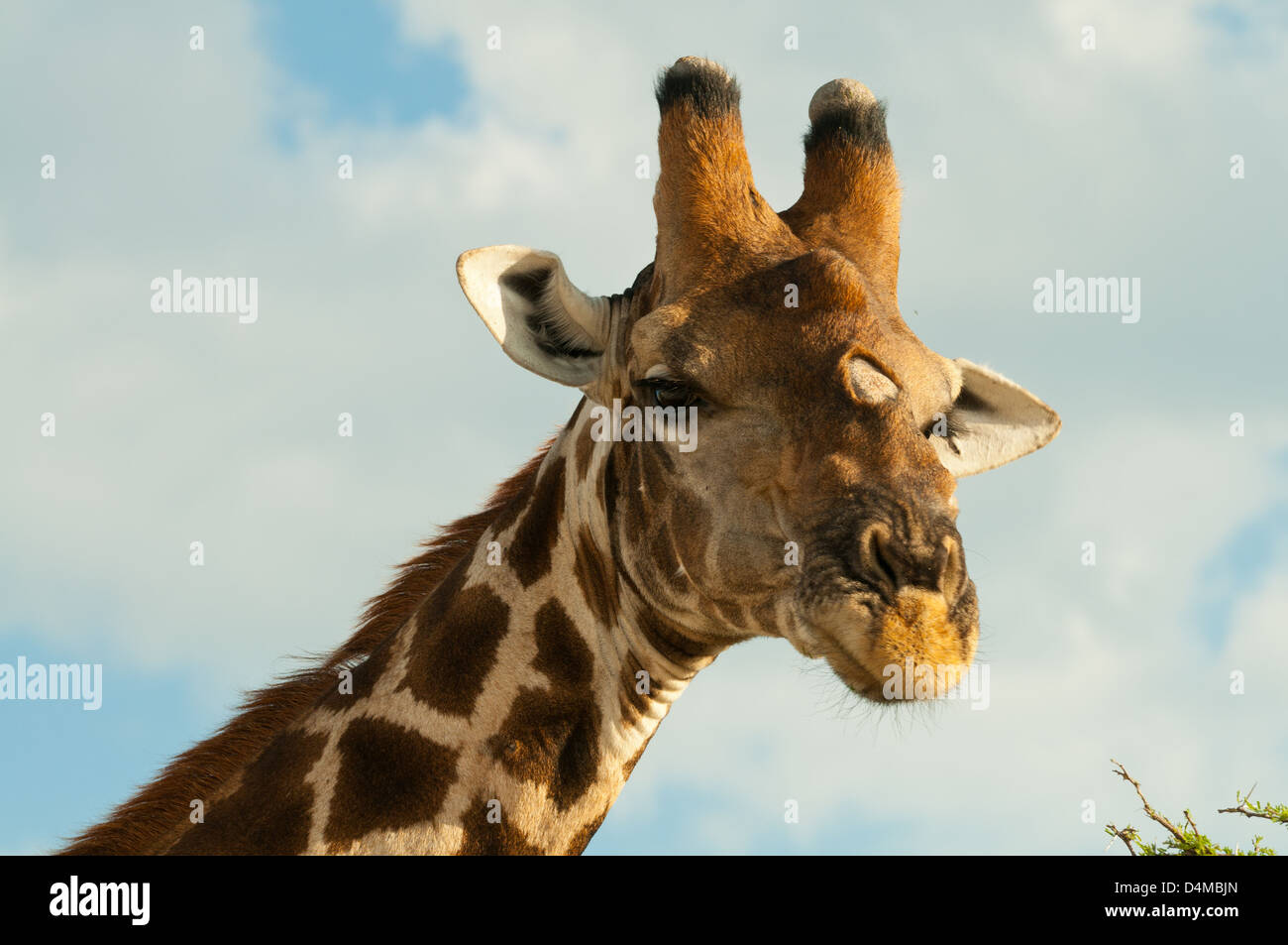 Smoky Giraffe Close Up in Etosha National Park, Namibia Stock Photo