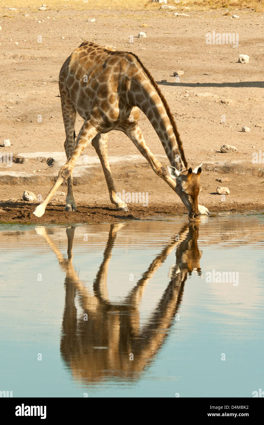 Smoky Giraffe Drinking at Waterhole in Etosha National Park, Namibia Stock Photo
