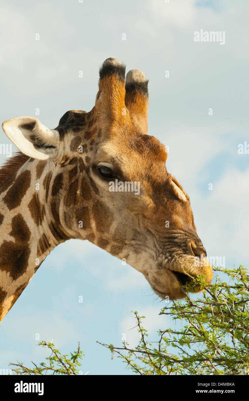 Smoky Giraffe Eating in Etosha National Park, Namibia Stock Photo