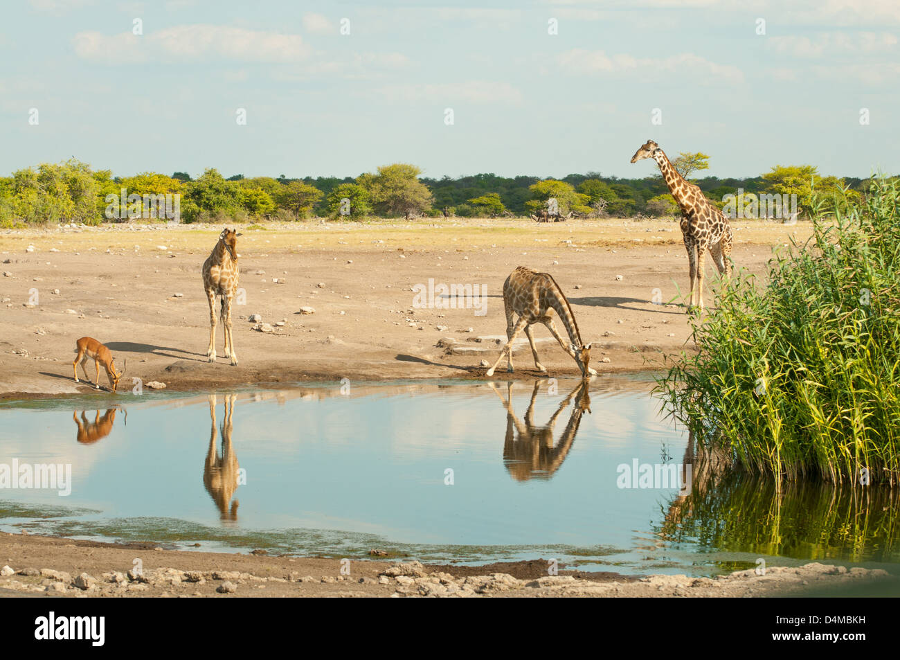 Smoky Giraffes at Waterhole in Etosha National Park, Namibia Stock Photo