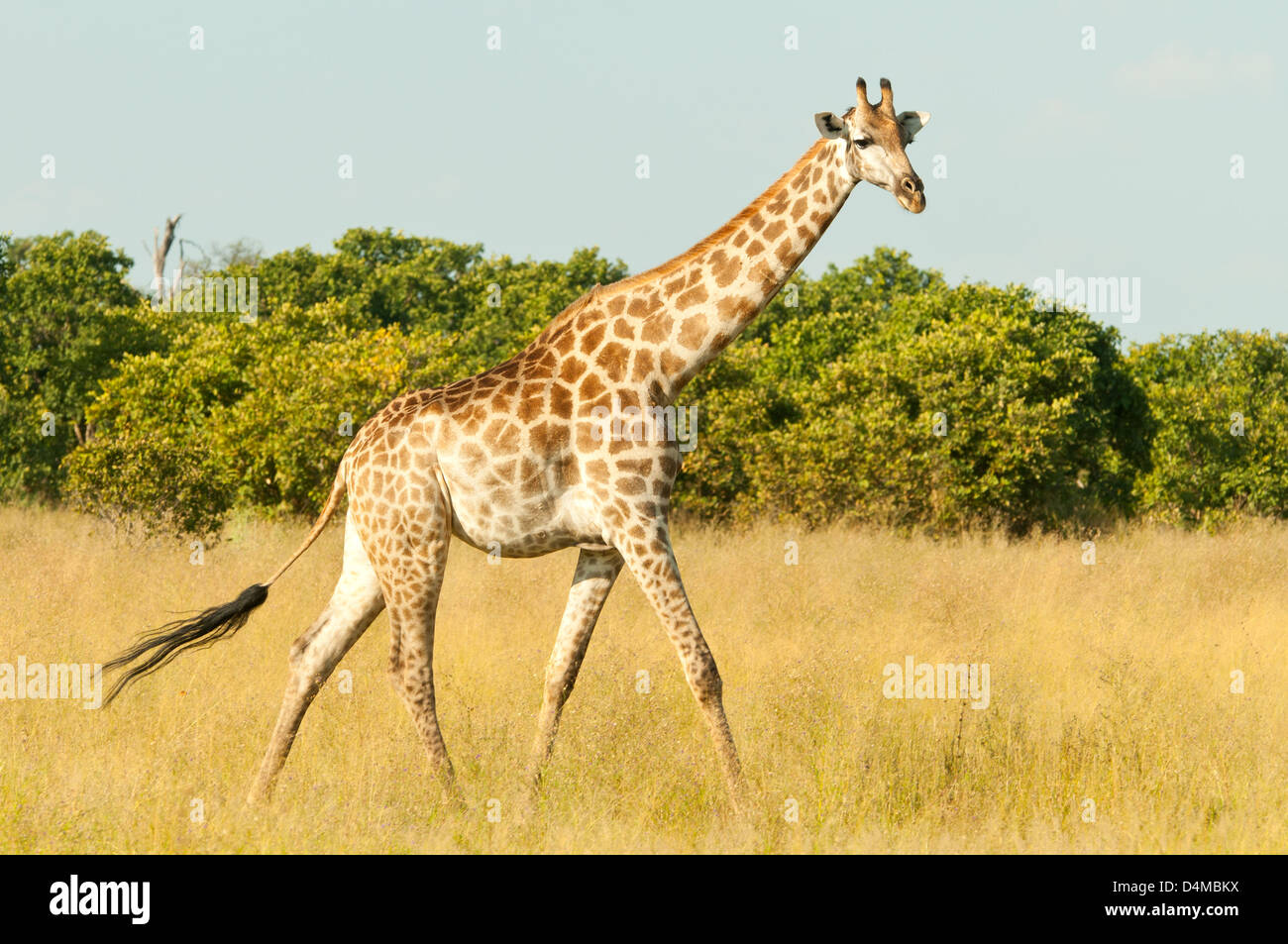 Southern Giraffe at Savute, Chobe National Park, Botswana Stock Photo