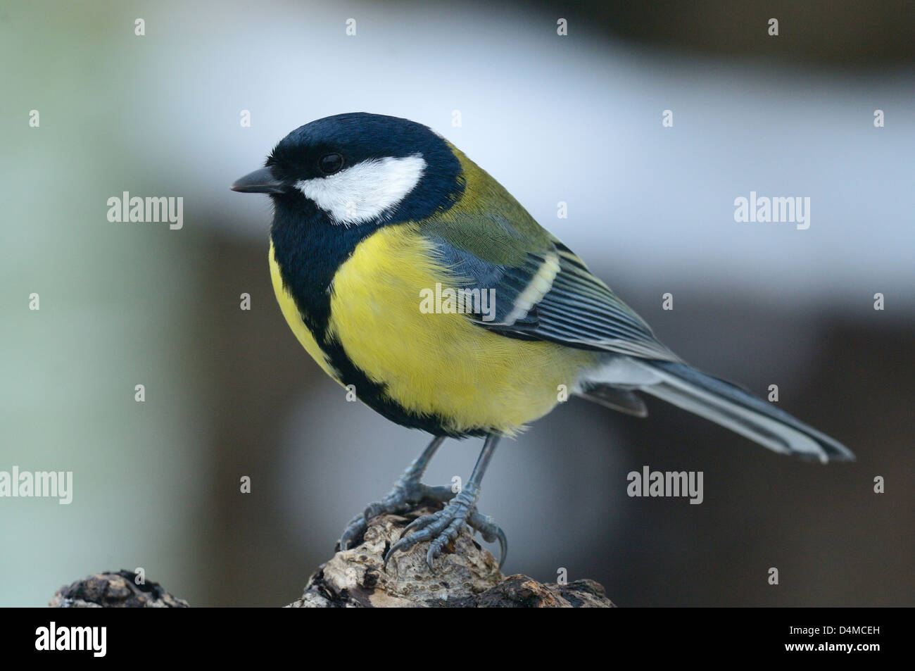 Kohlmeise ( parus major) Great Tit • Ostalbkreis, Baden-Württemberg, Deutschland Stock Photo